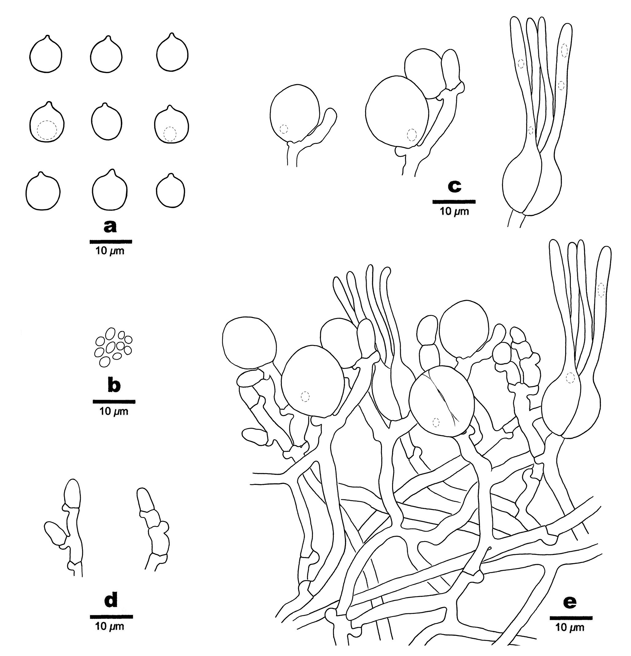 Figure 61